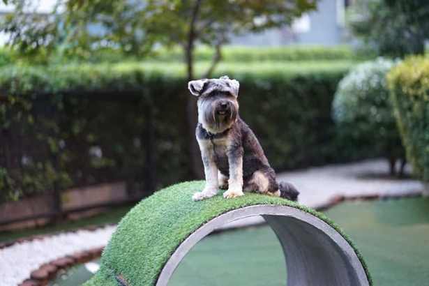 hinterhof-landschaftsbau-ideen-fur-hunde-19_14 Backyard landscaping ideas for dogs