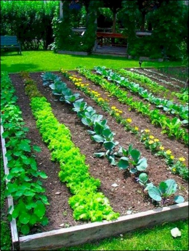 kleine-gemusegarten-layout-ideen-12_15 Small vegetable garden layout ideas
