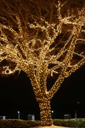 landschaft-baum-beleuchtung-ideen-47_10 Landscape tree lighting ideas
