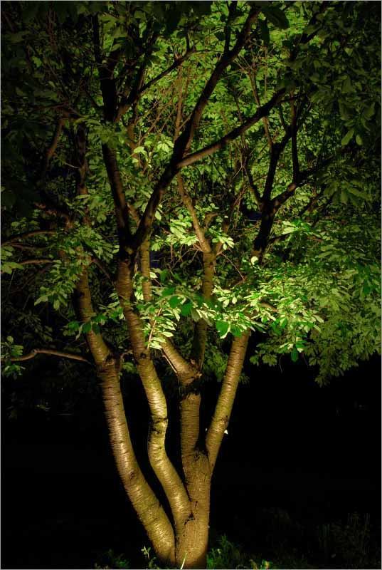 landschaft-baum-beleuchtung-ideen-47_7 Landscape tree lighting ideas