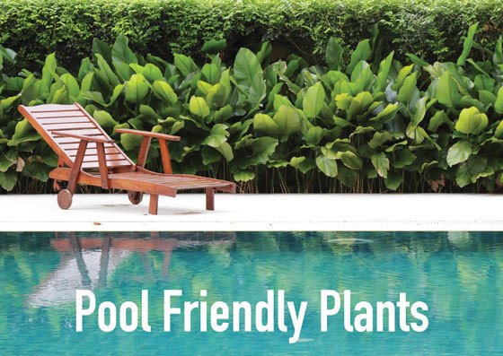 pool-landschaft-ideen-pflanzen-61_6 Pool landscape ideas plants