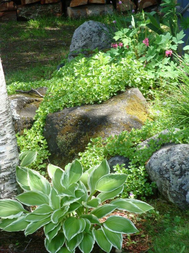 schattige-steingarten-ideen-10_5 Shaded rock garden ideas