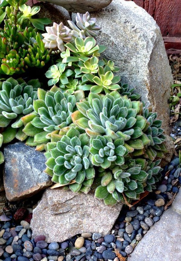 sukkulente-steingarten-ideen-48_3 Succulent rock garden ideas