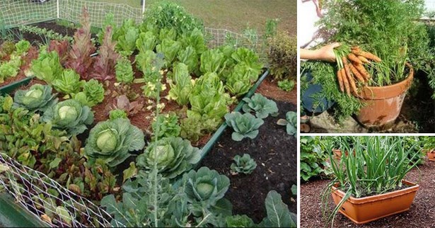 gemuse-fur-kleine-garten-51_15 Gemüse für kleine Gärten