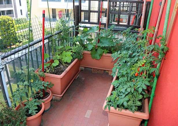 gemuse-fur-kleine-garten-51_3 Gemüse für kleine Gärten