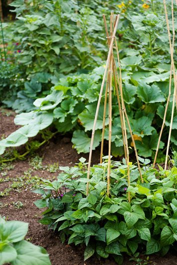 gemuse-fur-kleine-garten-51_5 Gemüse für kleine Gärten