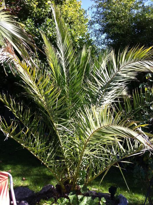palmen-im-garten-bilder-71_18 Palmen im garten bilder