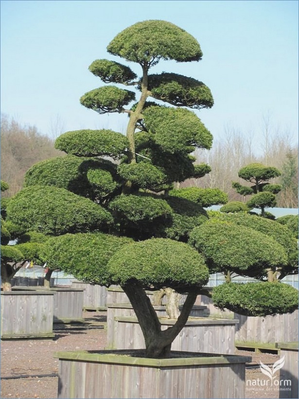 pflanzen-fur-japanischen-garten-57_12 Pflanzen für japanischen garten