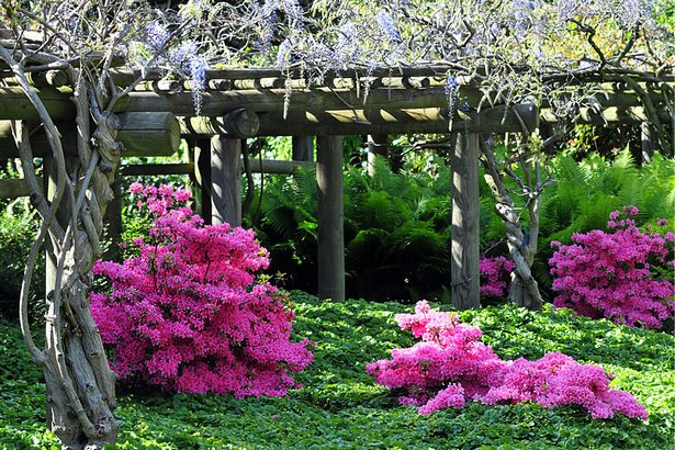 pflanzen-fur-japanischen-garten-57_8 Pflanzen für japanischen garten