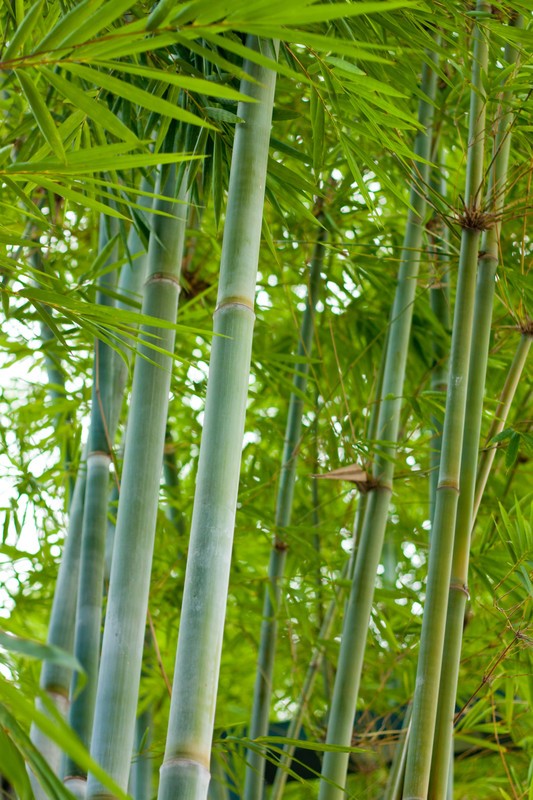 bambus-pflanzen-26 Bambus pflanzen