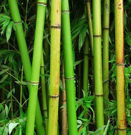 bambus-pflanzen-26_12 Bambus pflanzen