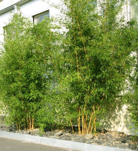 bambus-pflanzen-26_5 Bambus pflanzen