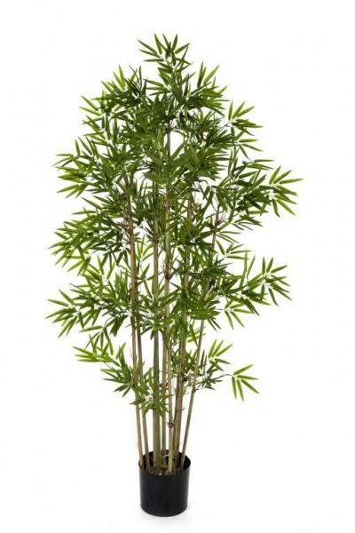 bambus-pflanzen-26_7 Bambus pflanzen