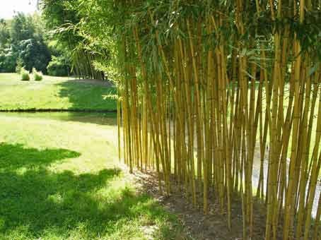 bambus-pflanzen-26_8 Bambus pflanzen