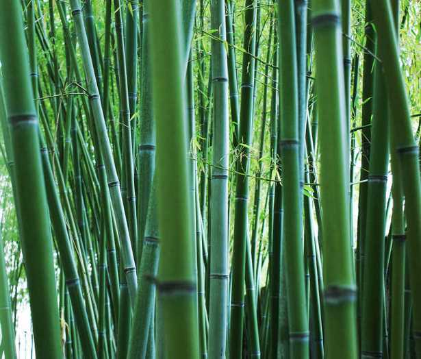 bambus-pflanzen-26_9 Bambus pflanzen