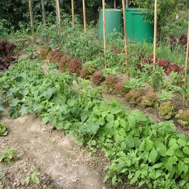 Gemüsegarten anlegen