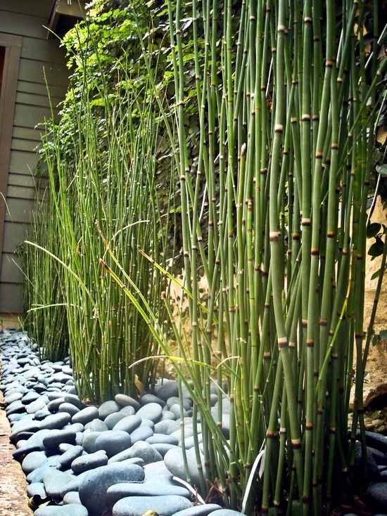 bambus-garten-design-ideen-70_5 Bambus Garten design-Ideen