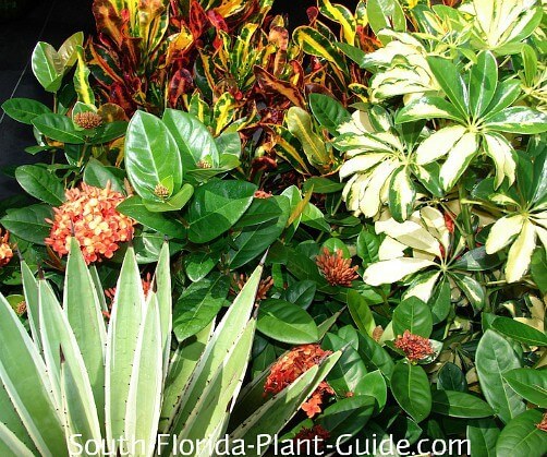 florida-landschaftsbau-ideen-46_13 Florida Landschaftsbau Ideen
