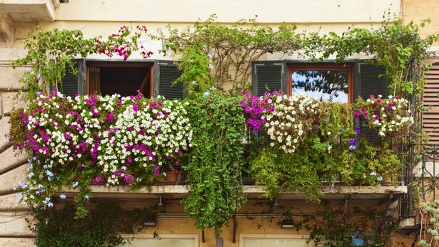 balkon-kletterpflanzen-46_3 Balkon kletterpflanzen
