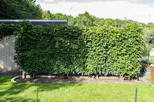 gartengestaltung-pflanzen-als-sichtschutz-15_12 Gartengestaltung pflanzen als sichtschutz