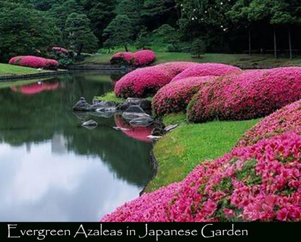 japanische-gartenblumen-37_18 Japanische Gartenblumen