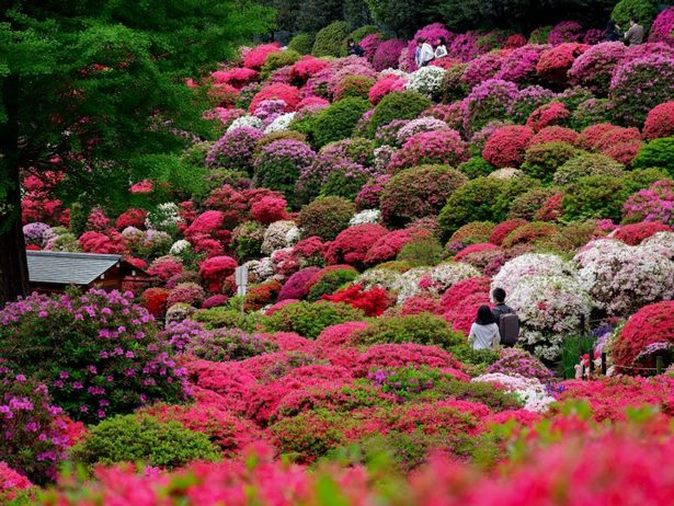japanischer-blumengarten-51_14 Japanischer Blumengarten