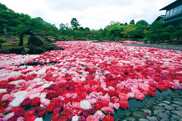 japanischer-blumengarten-51_16 Japanischer Blumengarten