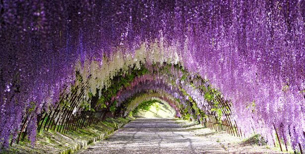 japanischer-blumengarten-51_5 Japanischer Blumengarten