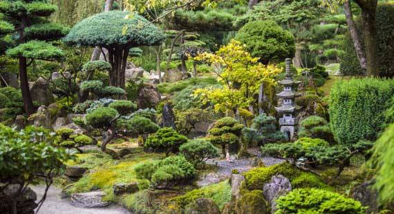 pflanzen-fur-den-japanischen-garten-50 Pflanzen für den japanischen Garten
