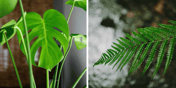 tropisch-aussehende-pflanzen-46 Tropisch aussehende Pflanzen
