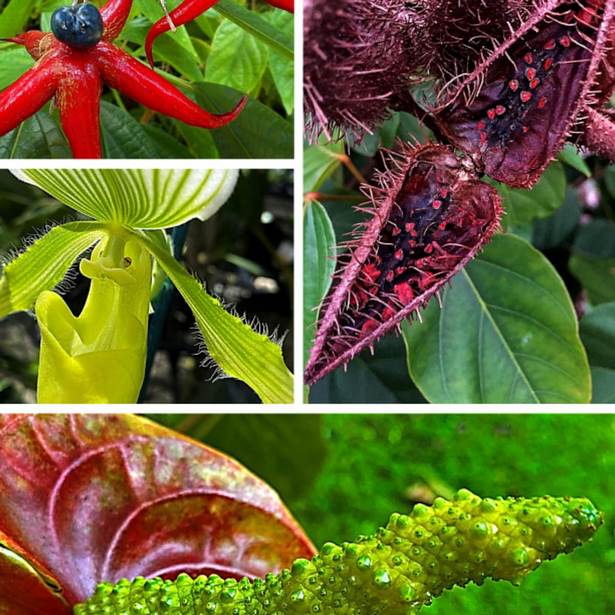 tropisch-aussehende-pflanzen-46_3 Tropisch aussehende Pflanzen