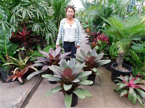 tropisch-aussehende-pflanzen-46_7 Tropisch aussehende Pflanzen