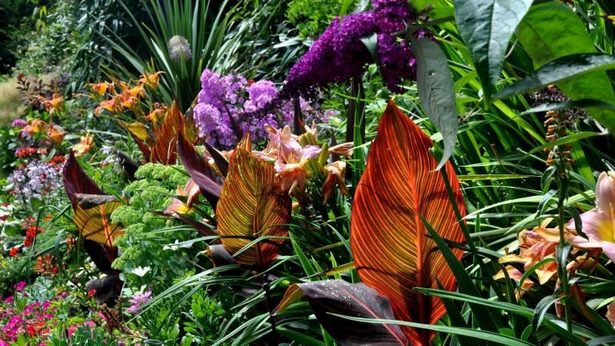 tropische-pflanzen-fur-den-garten-06_2 Tropische Pflanzen für den Garten