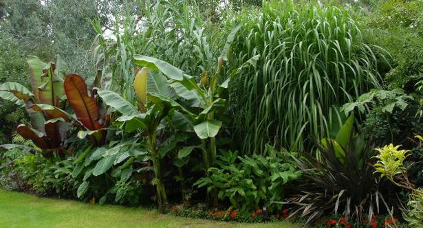 tropische-pflanzen-fur-den-garten-06_5 Tropische Pflanzen für den Garten