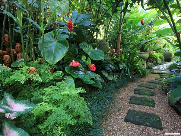 tropische-pflanzen-fur-die-landschaftsgestaltung-50 Tropische Pflanzen für die Landschaftsgestaltung