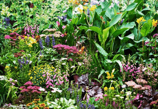 tropischer-blumengarten-25 Tropischer Blumengarten