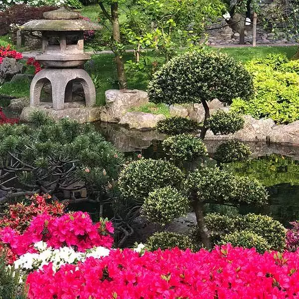 die-besten-pflanzen-fur-den-japanischen-garten-39_16-8 Die besten Pflanzen für den japanischen Garten