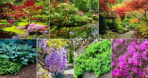 die-besten-pflanzen-fur-den-japanischen-garten-39_4-14 Die besten Pflanzen für den japanischen Garten