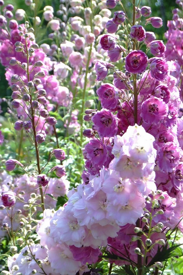 englische-bauerngartenblumen-20_6-16 Englische Bauerngartenblumen
