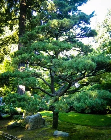 immergruner-japanischer-garten-85_15-8 Immergrüner japanischer Garten