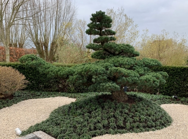 immergruner-japanischer-garten-85_16-9 Immergrüner japanischer Garten