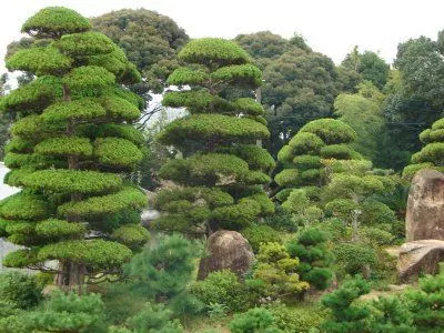 immergruner-japanischer-garten-85_8-18 Immergrüner japanischer Garten