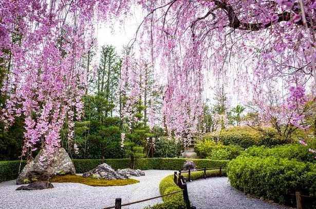 japanische-gartenbaume-und-pflanzen-33-2 Japanische Gartenbäume und Pflanzen