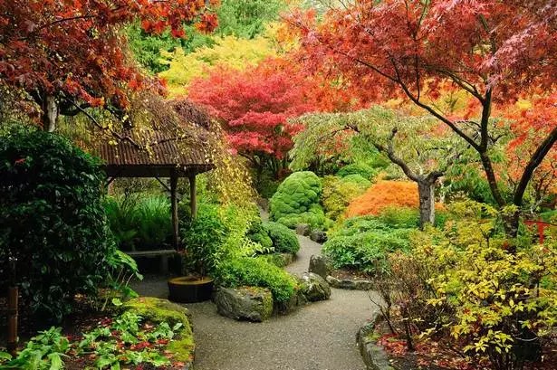pflanzen-die-in-japanischen-garten-verwendet-werden-15_16-9 Pflanzen, die in japanischen Gärten verwendet werden
