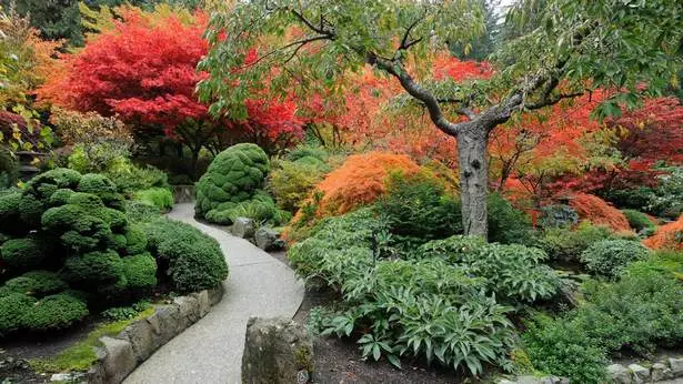 pflanzen-die-in-japanischen-garten-verwendet-werden-15_2-13 Pflanzen, die in japanischen Gärten verwendet werden