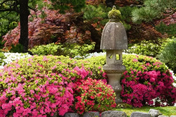 pflanzen-die-in-japanischen-garten-verwendet-werden-15_5-16 Pflanzen, die in japanischen Gärten verwendet werden