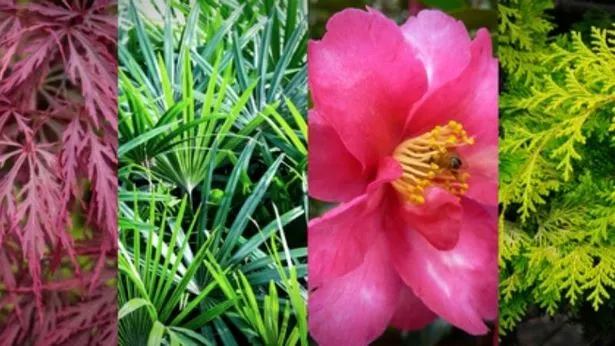 pflanzen-die-in-japanischen-garten-verwendet-werden-15_9-20 Pflanzen, die in japanischen Gärten verwendet werden