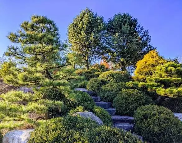 pflanzen-fur-die-japanische-gartengestaltung-26_7-17 Pflanzen für die japanische Gartengestaltung