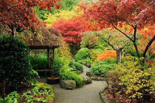 pflanzen-fur-einen-garten-im-japanischen-stil-58-2 Pflanzen für einen Garten im japanischen Stil