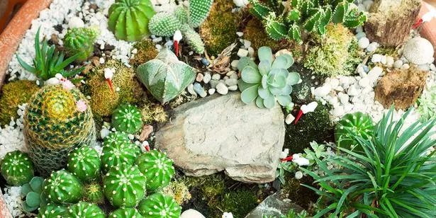 wie-man-einen-japanischen-miniaturgarten-macht-20_15-9 Wie man einen japanischen Miniaturgarten macht